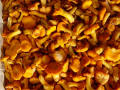 NORIS grzyby świeże mrożone suszone marynowane owoce warzywa producent Polska